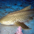 Leopard shark1